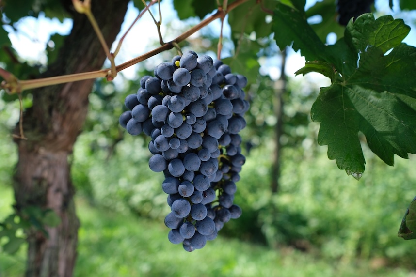 Wo wird der Amarone-Wein produziert?