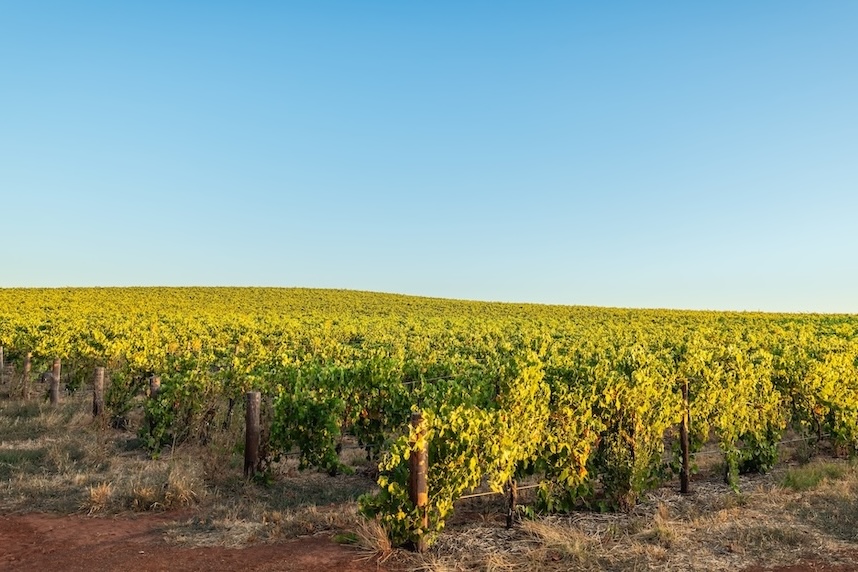 produzione vino biodinamico