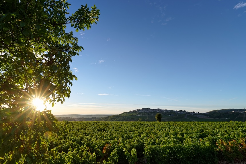 sauvignon blanc zone di produzione